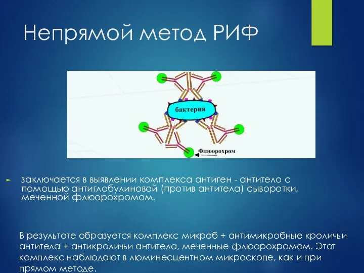 Непрямой метод РИФ заключается в выявлении комплекса антиген - антитело