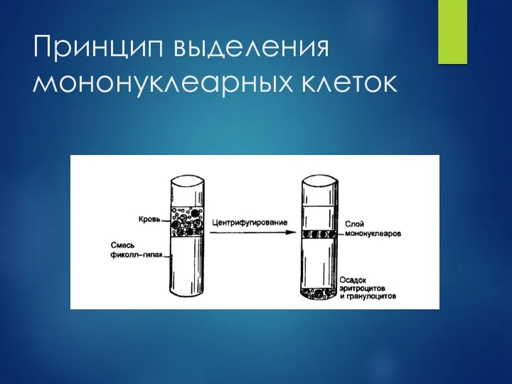 Принцип выделения мононуклеарных клеток