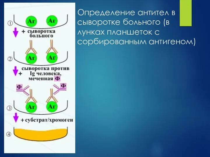 Определение антител в сыворотке больного (в лунках планшеток с сорбированным антигеном)