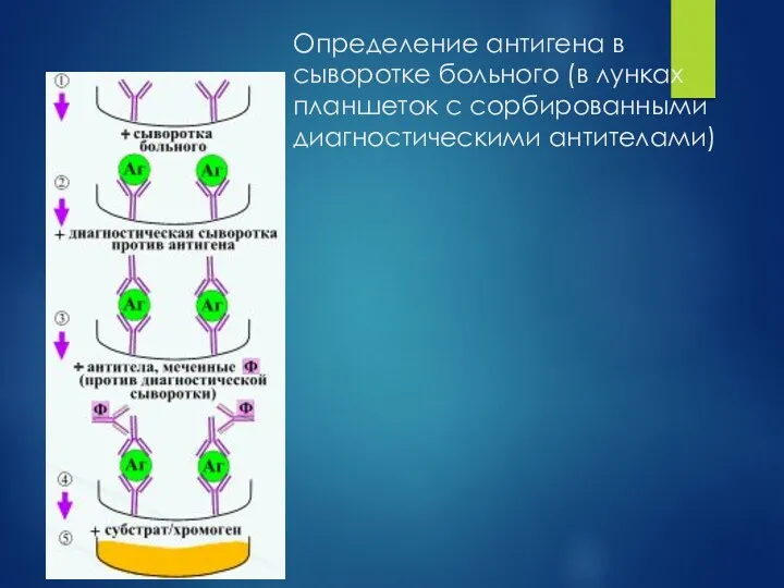 Определение антигена в сыворотке больного (в лунках планшеток с сорбированными диагностическими антителами)