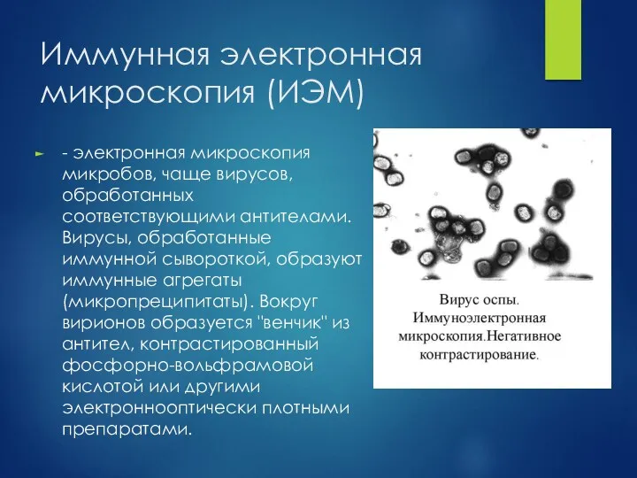 Иммунная электронная микроскопия (ИЭМ) - электронная микроскопия микробов, чаще вирусов,