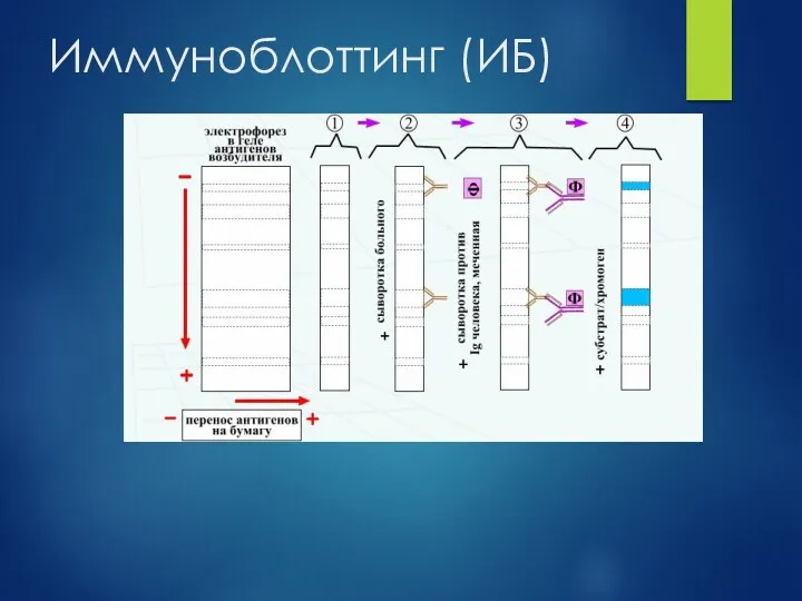 Иммуноблоттинг (ИБ)