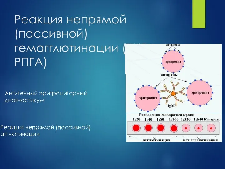 Реакция непрямой (пассивной) гемагглютинации (РНГА, РПГА) Антигенный эритроцитарный диагностикум Реакция непрямой (пассивной) агглютинации