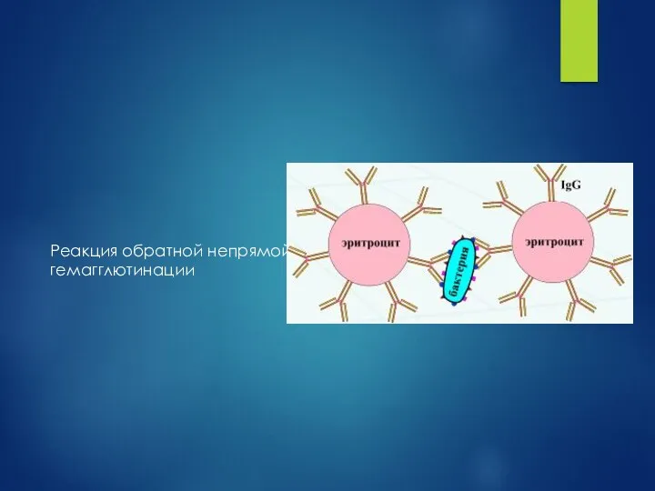 Реакция обратной непрямой гемагглютинации