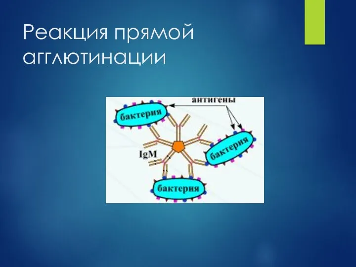 Реакция прямой агглютинации