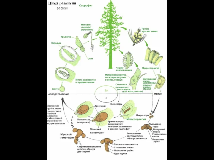 Цикл развития сосны
