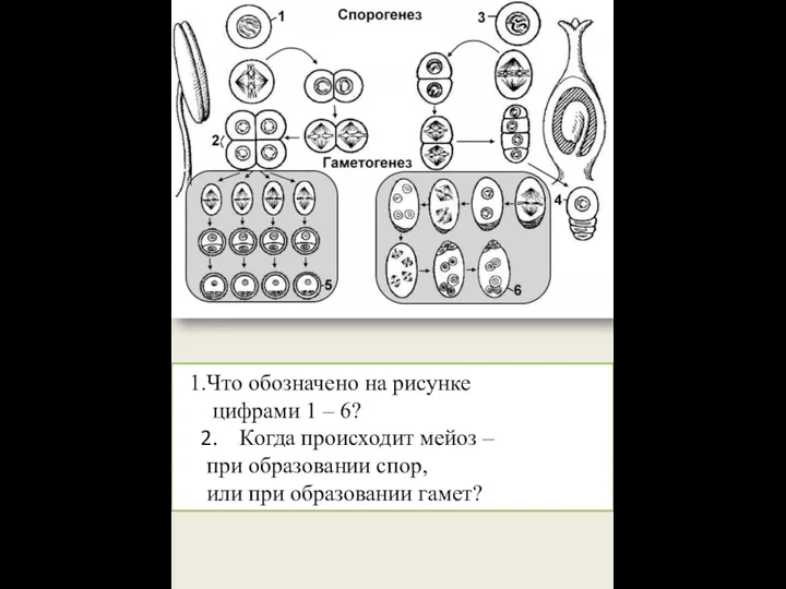 Что обозначено на рисунке цифрами 1 – 6? Когда происходит