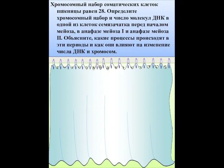 Хромосомный набор соматических клеток пшеницы равен 28. Определите хромосомный набор