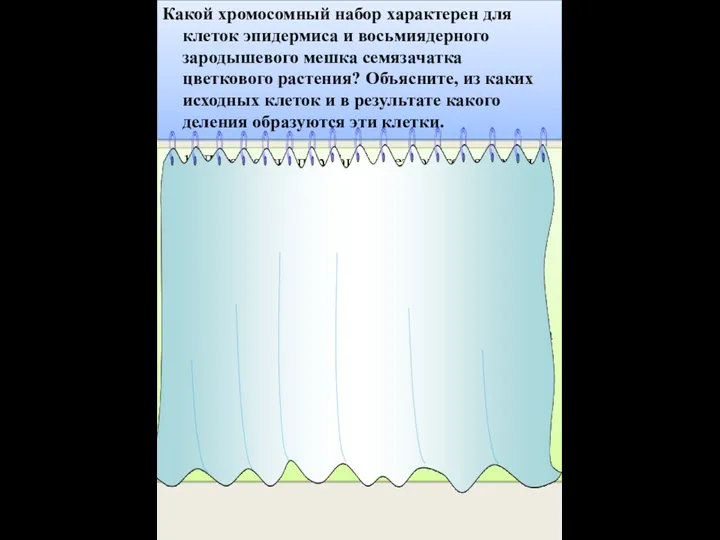 Какой хромосомный набор характерен для клеток эпидермиса и восьмиядерного зародышевого