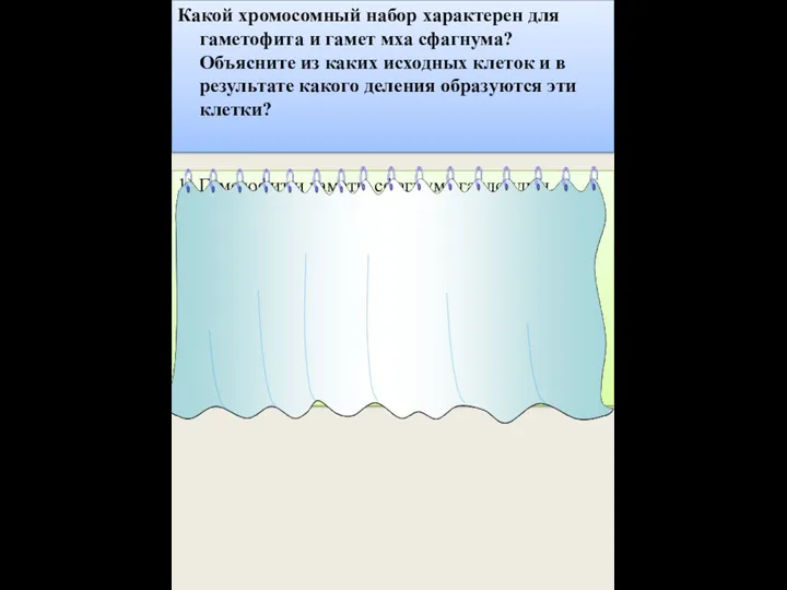 Какой хромосомный набор характерен для гаметофита и гамет мха сфагнума?