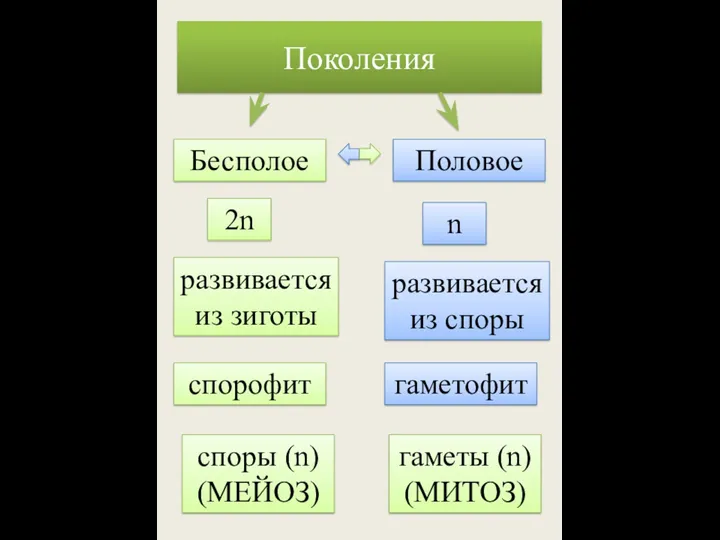 Поколения Бесполое Половое 2n развивается из зиготы спорофит споры (n)