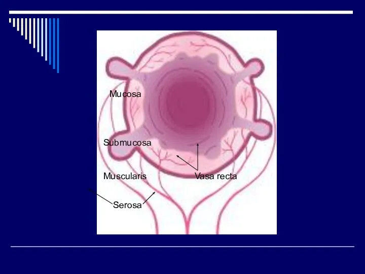 Mucosa Submucosa Muscularis Serosa Vasa recta