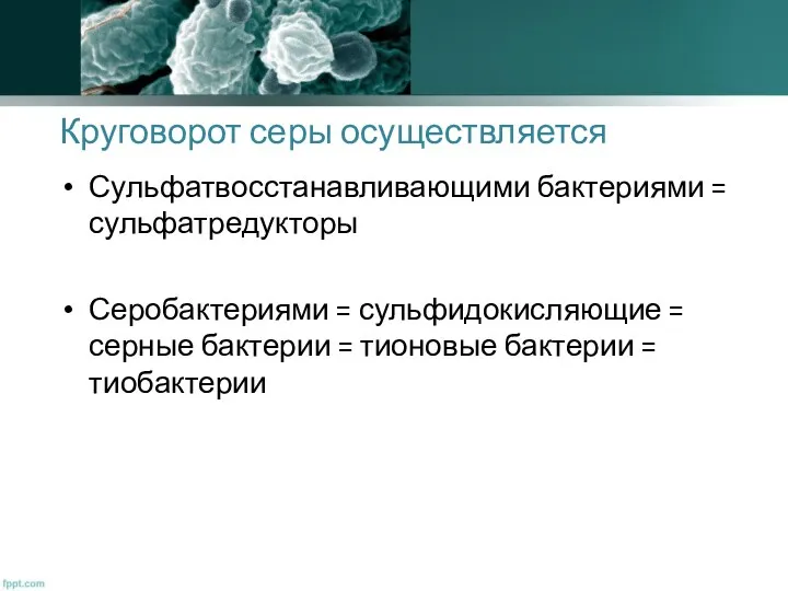 Круговорот серы осуществляется Сульфатвосстанавливающими бактериями = сульфатредукторы Серобактериями = сульфидокисляющие