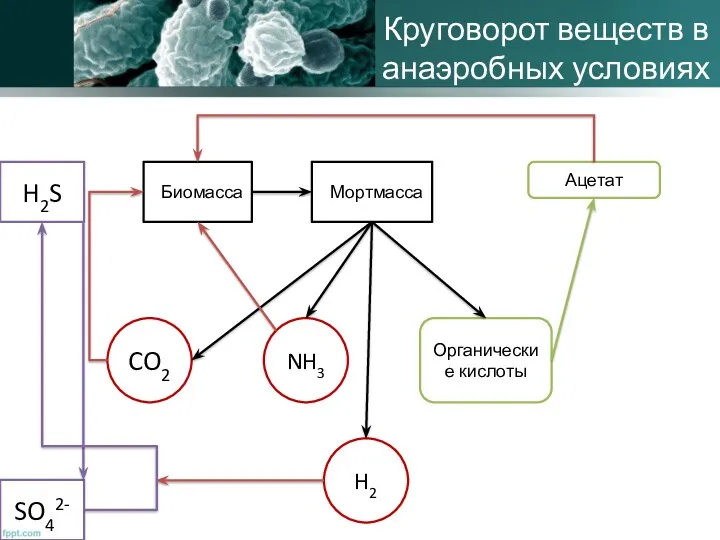 Круговорот веществ в анаэробных условиях CO2 H2S SO42- NH3 H2 Органические кислоты Ацетат