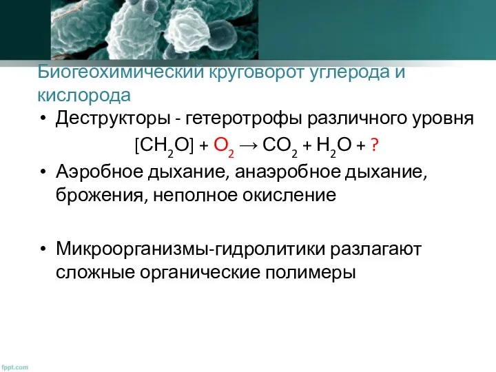 Биогеохимический круговорот углерода и кислорода Деструкторы - гетеротрофы различного уровня