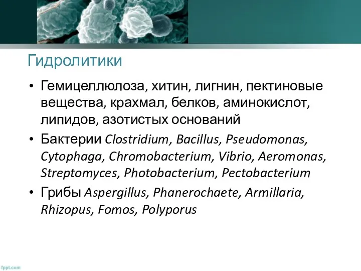 Гидролитики Гемицеллюлоза, хитин, лигнин, пектиновые вещества, крахмал, белков, аминокислот, липидов,
