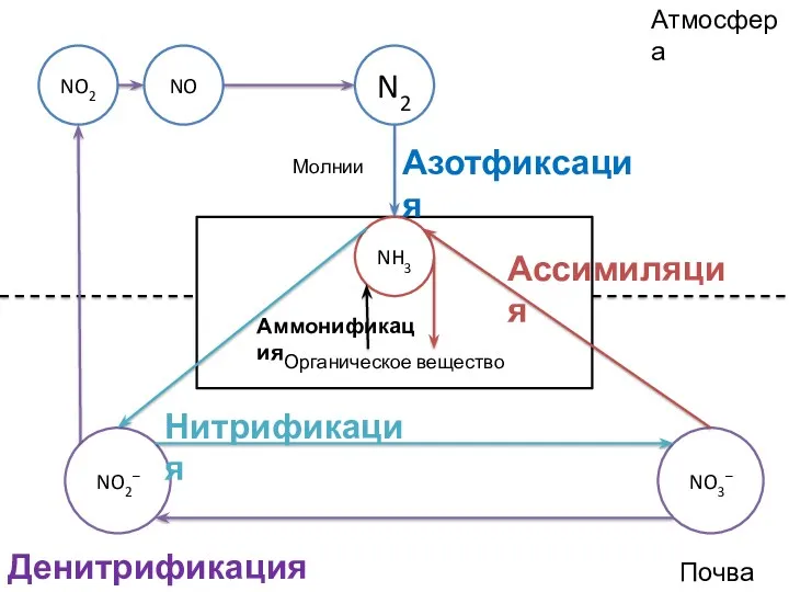 Атмосфера Почва Органическое вещество N2 NH3 Азотфиксация NO3– NO2– NO2 NO Нитрификация Денитрификация Ассимиляция Аммонификация Молнии