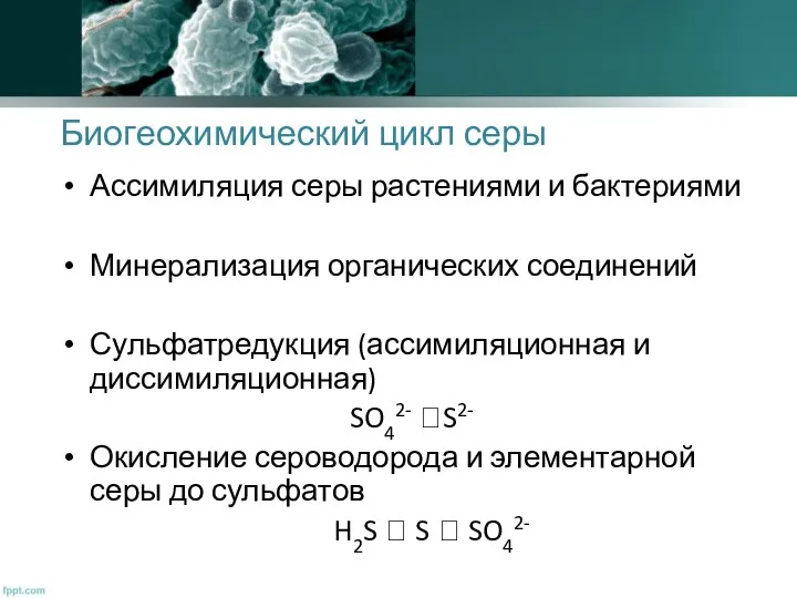 Биогеохимический цикл серы Ассимиляция серы растениями и бактериями Минерализация органических