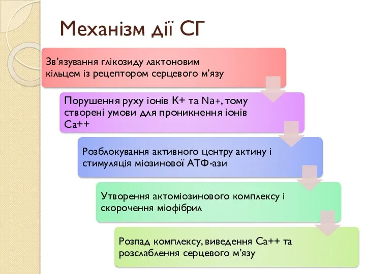 Механізм дії СГ