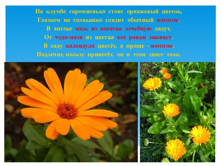 На клумбе скромненько стоит оранжевый цветок, Глазком на солнышко глядит