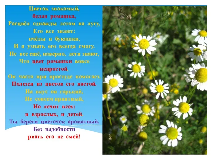 Цветок знакомый, белая ромашка, Расцвёл однажды летом на лугу, Его