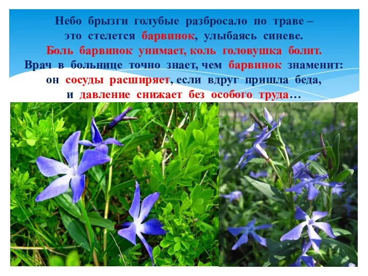 Небо брызги голубые разбросало по траве – это стелется барвинок,