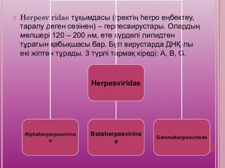 Herpesviridae тұқымдасы (гректің herpo еңбектеу, таралу деген сөзінен) – герпесвирустары.