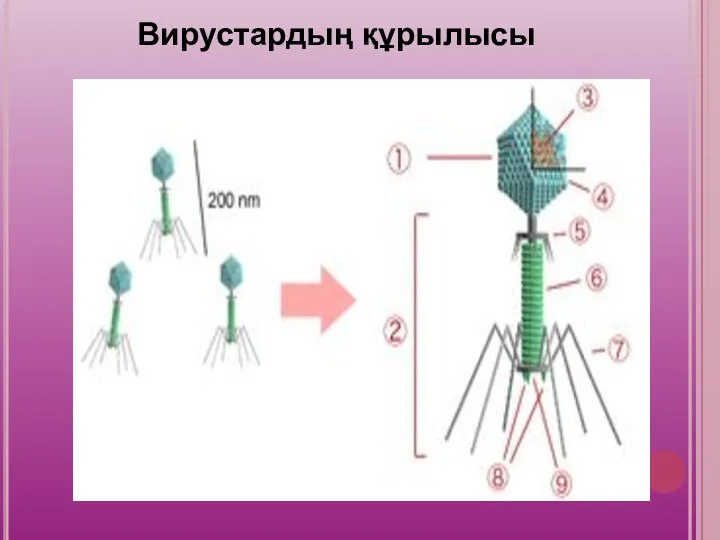 Вирустардың құрылысы