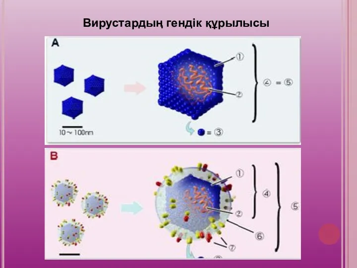 Вирустардың гендік құрылысы