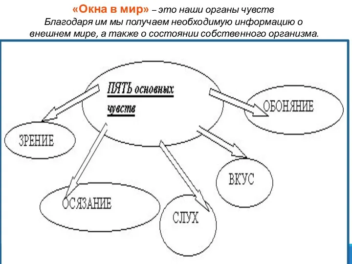 «Окна в мир» – это наши органы чувств Благодаря им