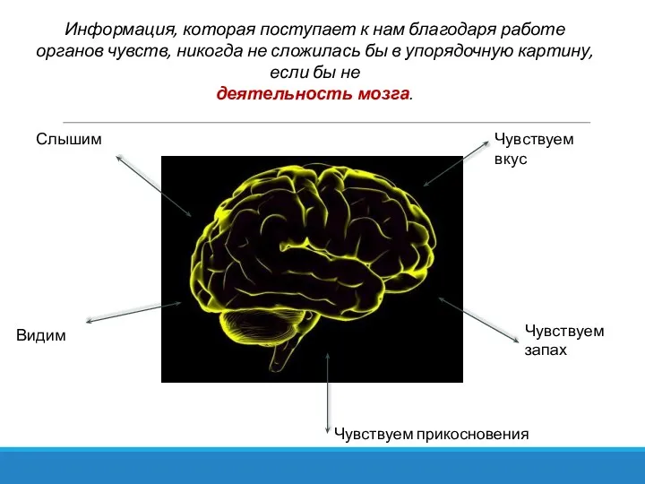 Информация, которая поступает к нам благодаря работе органов чувств, никогда