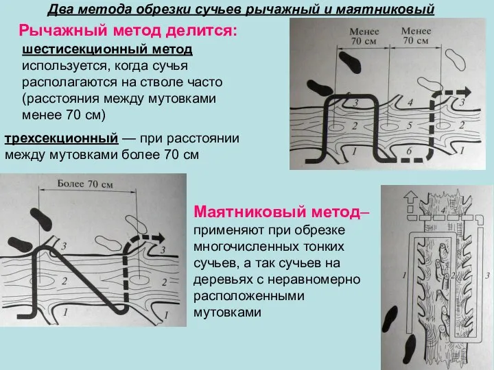 Два метода обрезки сучьев рычажный и маятниковый шестисекционный метод используется,