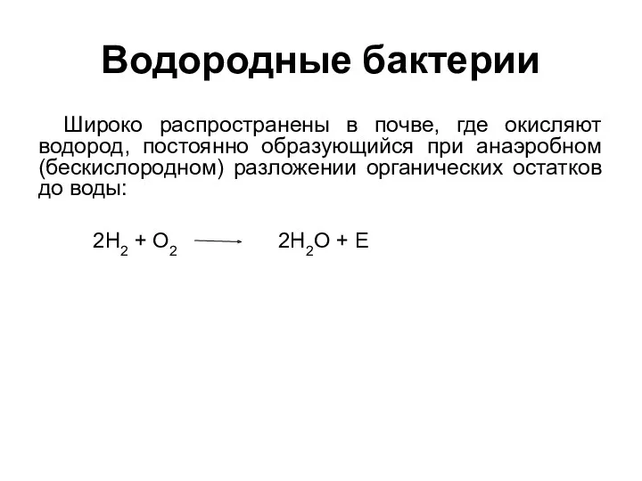 Водородные бактерии Широко распространены в почве, где окисляют водород, постоянно