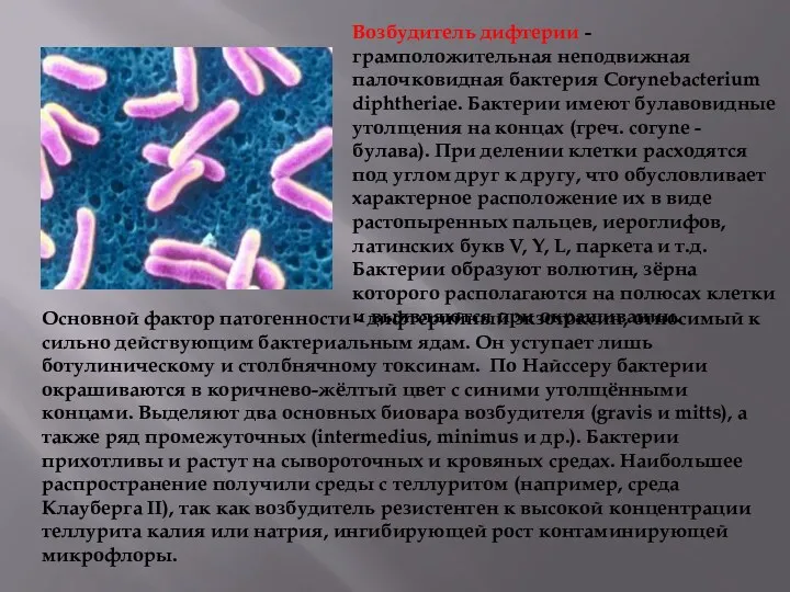 Возбудитель дифтерии - грамположительная неподвижная палочковидная бактерия Corynebacterium diphtheriae. Бактерии имеют булавовидные утолщения