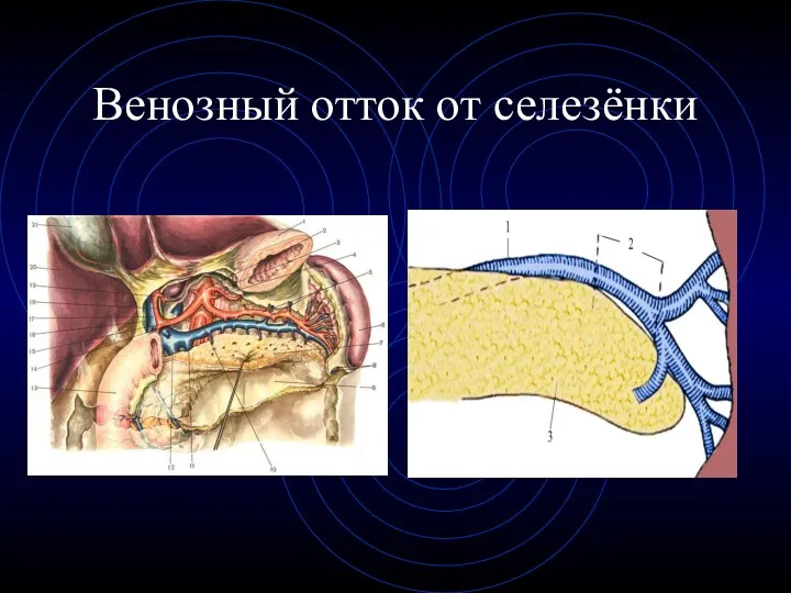 Венозный отток от селезёнки