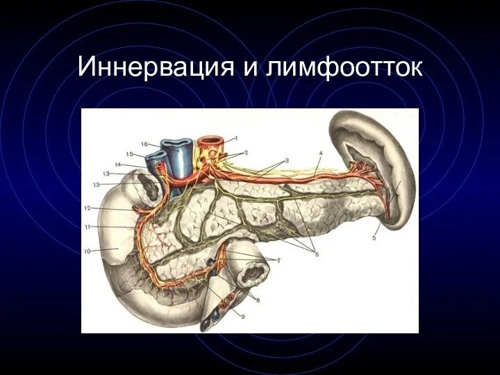 Иннервация и лимфоотток