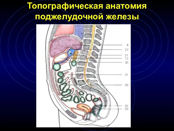 Топографическая анатомия поджелудочной железы