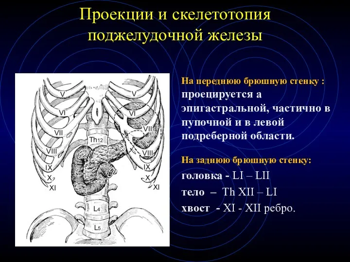 Проекции и скелетотопия поджелудочной железы На переднюю брюшную стенку :