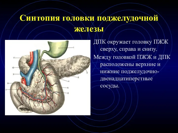 Синтопия головки поджелудочной железы ДПК окружает головку ПЖЖ сверху, справа и снизу. Между
