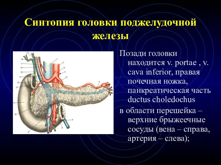 Синтопия головки поджелудочной железы Позади головки находится v. portae , v. cava inferior,