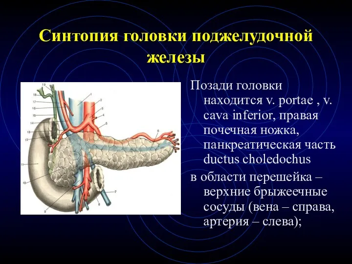 Синтопия головки поджелудочной железы Позади головки находится v. portae ,