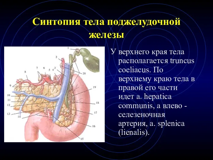 Синтопия тела поджелудочной железы У верхнего края тела располагается truncus coeliacus. По верхнему