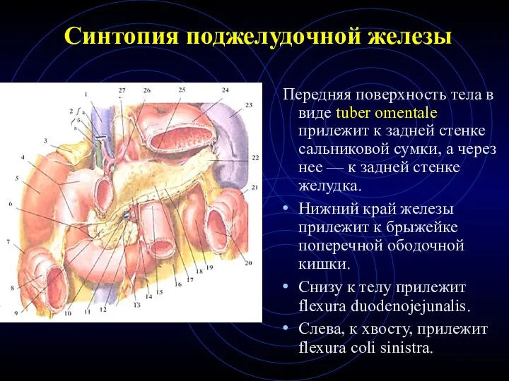 Синтопия поджелудочной железы Передняя поверхность тела в виде tuber omentale прилежит к задней