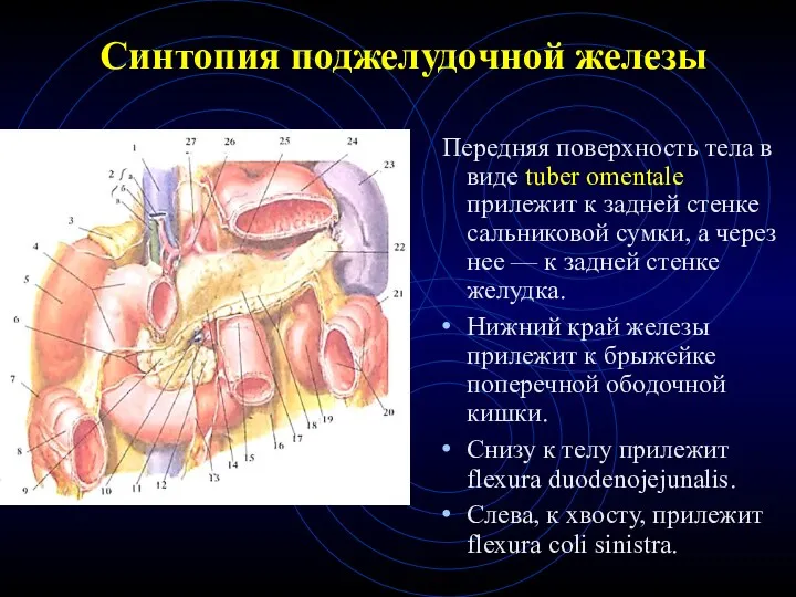 Синтопия поджелудочной железы Передняя поверхность тела в виде tuber omentale