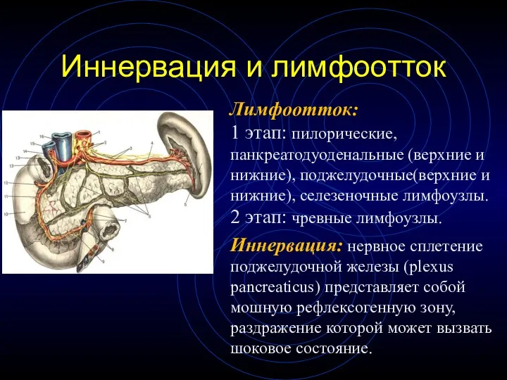 Иннервация и лимфоотток Лимфоотток: 1 этап: пилорические, панкреатодуоденальные (верхние и нижние), поджелудочные(верхние и