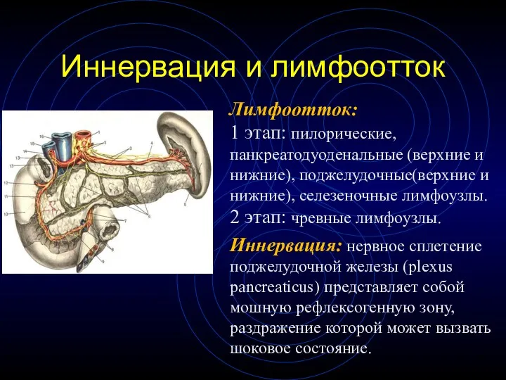 Иннервация и лимфоотток Лимфоотток: 1 этап: пилорические, панкреатодуоденальные (верхние и