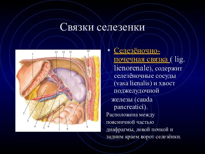 Связки селезенки Селезёночно-почечная связка ( lig. lienorenale), содержит селезёночные сосуды (vasa lienalis) и