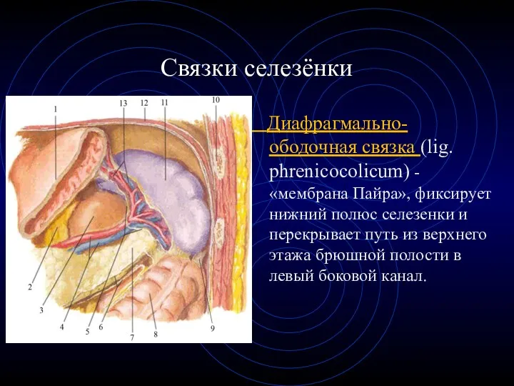 Связки селезёнки Диафрагмально-ободочная связка (lig. phrenicocolicum) - «мембрана Пайра», фиксирует нижний полюс селезенки