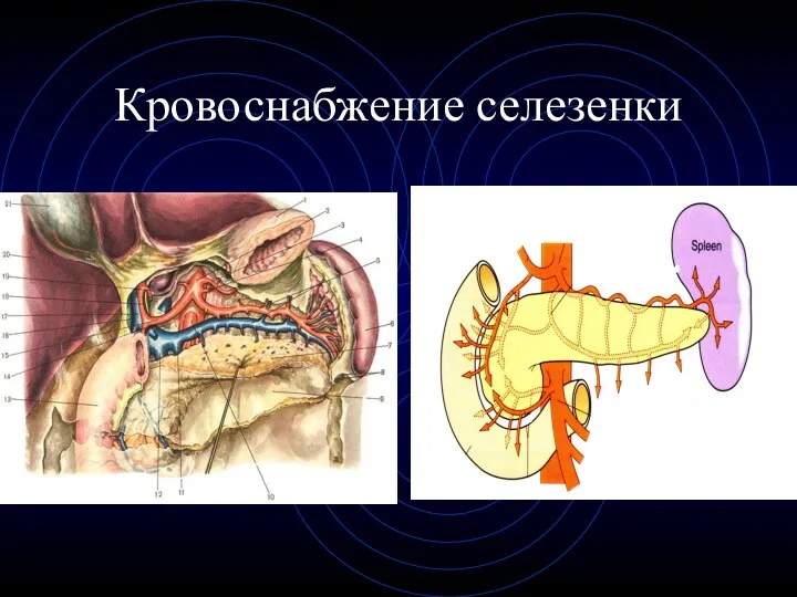 Кровоснабжение селезенки