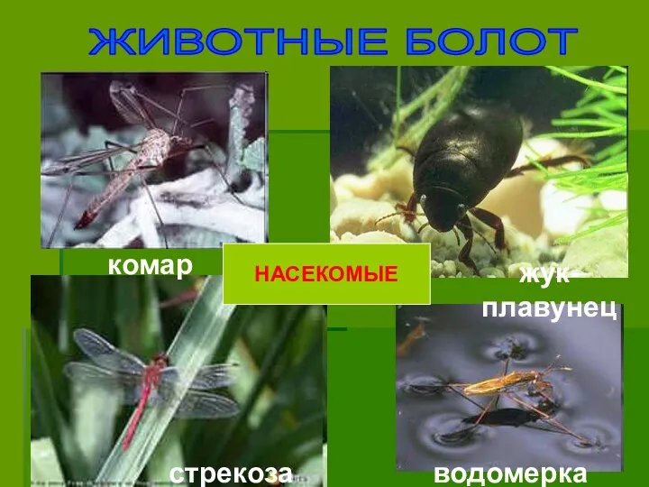 ЖИВОТНЫЕ БОЛОТ НАСЕКОМЫЕ водомерка комар стрекоза жук-плавунец